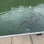 Watauga Lakeshore Resort and Marina