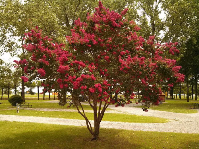 Memphis KOA Journey 9