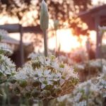 The Magnolia Campground and Store