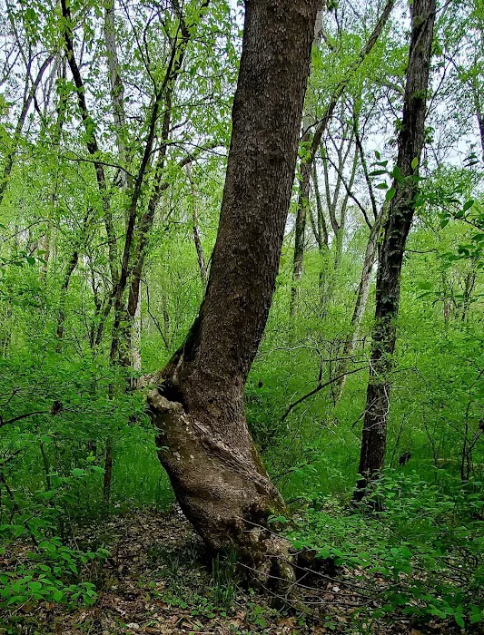 Robertsville State Park 8