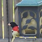 Little Indian Creek Campground