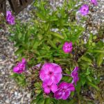 Lakeroad Village Park