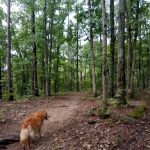 Cobb Ridge Campground