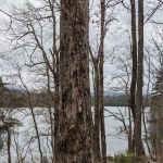 Forest Service Campsite P8