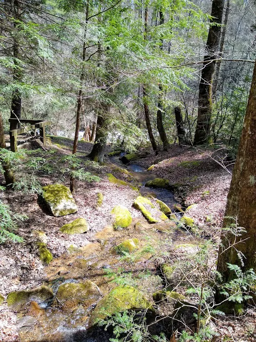 Horse Cove Campground, Cheoah Ranger District, Nantahala National Forest 9