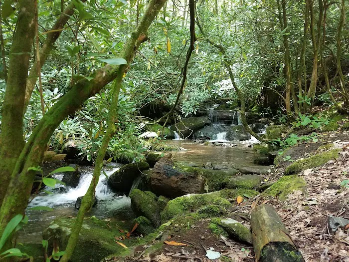 Horse Cove Campground, Cheoah Ranger District, Nantahala National Forest 4