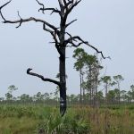 Kitching Creek Campground