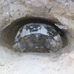 St. Lucie South Campground