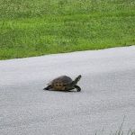 Markham Park Campground