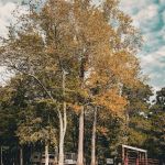 Cedar Lake Campground