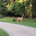 South Marcum Campground