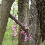 Bull Run Bluff Campground