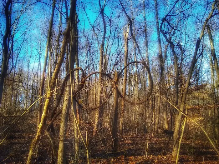 Owen-Putnam State Forest 1