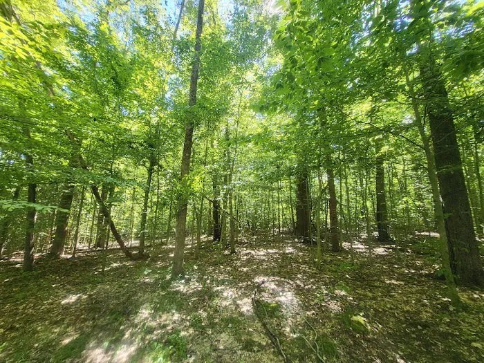 Owen-Putnam State Forest 6