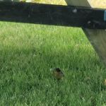 Hoeft's Resort & Campground