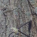 CampShore Camp Ground