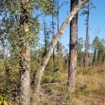 Longleaf Campsite at Walsingham Campgrounds