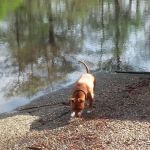 Dead River Landing Campground