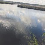 Tate's Hell State Forest Cash Creek Campground