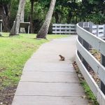 Waiʻānapanapa Campground