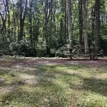 Williams River Campsite 3