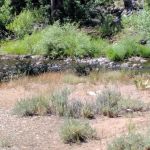 Upper Little Truckee Campground