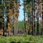 Deanes Valley Campground