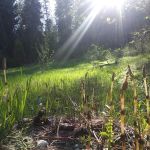 Cool Springs Campground- no available phone number