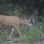 J and J Grizzly Store and Camping Resort