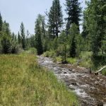 Cold Creek Campground