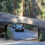 Sequoia National Park's Tunnel Log