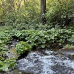 Lone Sequoia Campground