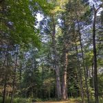 Black River State Forest Campground