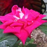 Horsemans Campground