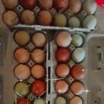 A Waggin' Good Time At Mellow Acres