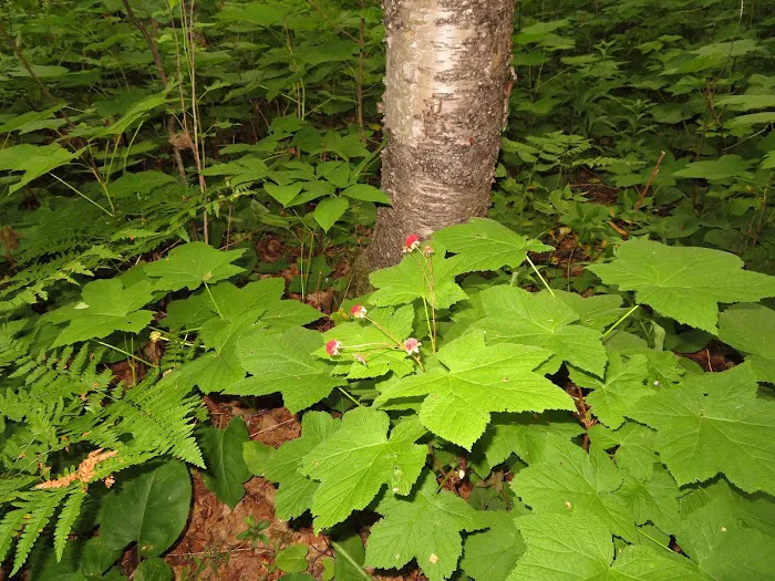 South Lake Desor Campground 6