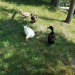 Barry's Resort & Mobile Home Prk