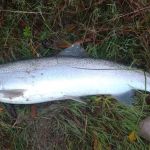 Riverside Park campground