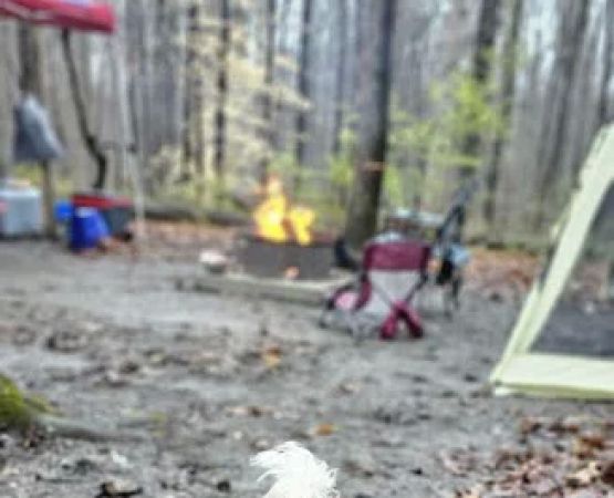 Little Bennett Campground Loop A Tent Area
