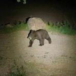 Mountaindale Cabins & RV Resort