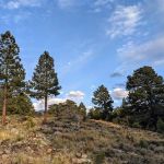 McMillan Springs Campground