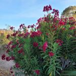 Las Vegas Bay Campground