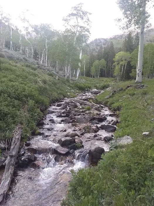 Berry Creek Campground 7