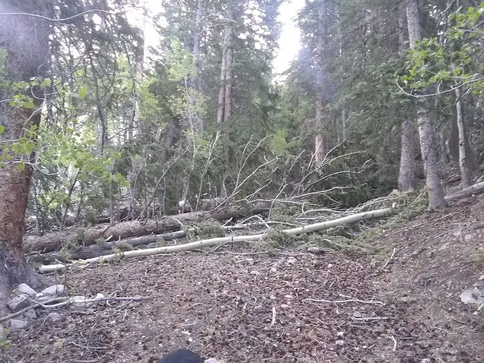 Berry Creek Campground 5
