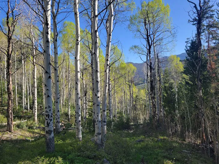 Berry Creek Campground 2