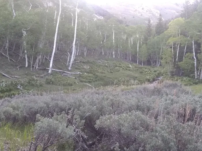 Berry Creek Campground 6