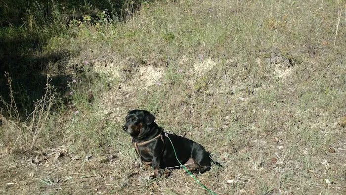 Fort Steele Campground 6