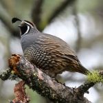 North Lake RV Park and Campground