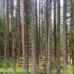 Jungle Hill Campground