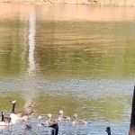 Hog Creek Campground